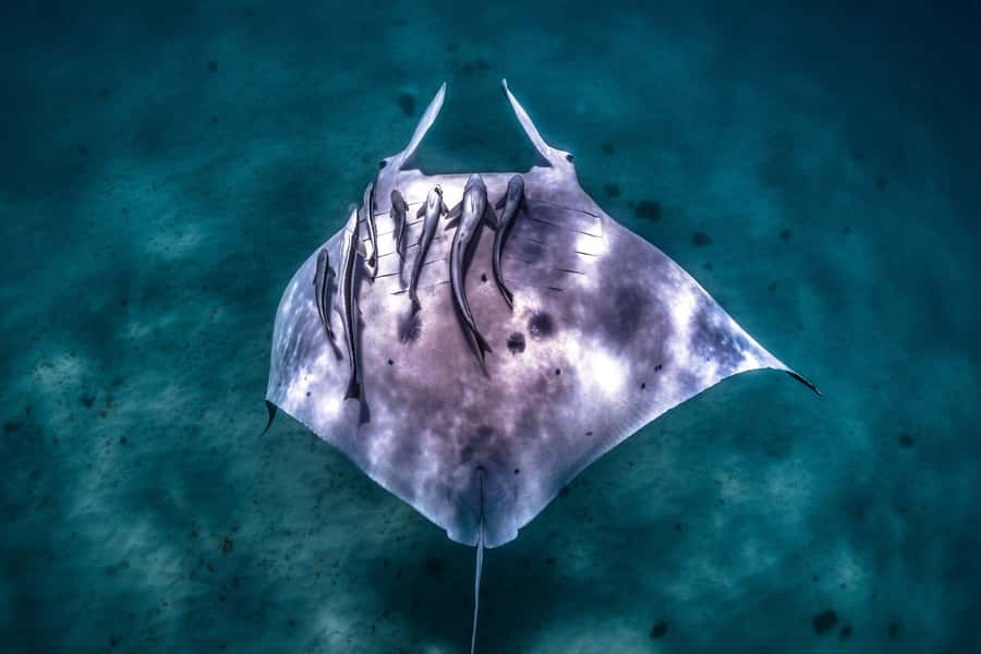 Coral Bay: Marine Eco Safari - Swim With Manta Rays - Meeting point and timing: how the day flows from 8:00 AM
