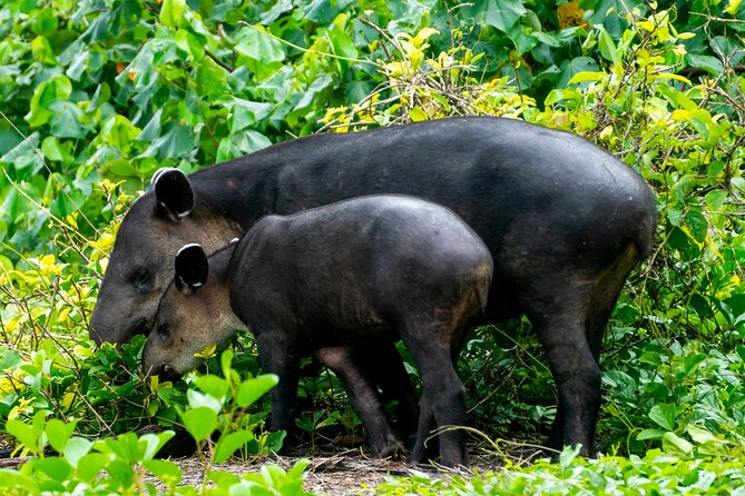 Corcovado and Drake Bay 2-Day Small-Group Safari Guided Tour - Drake Bay to Sirena: why this route works in real life