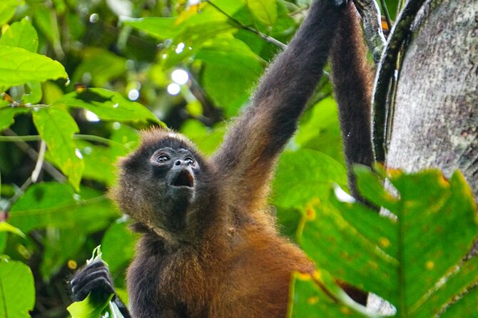 Corcovado and Drake Bay 2-Day Small-Group Safari Guided Tour - Price and value: does $460 make sense for Corcovado?