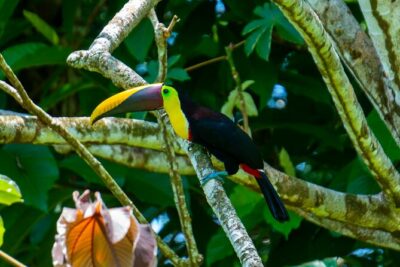 Corcovado and Drake Bay 2-Day Small-Group Safari Guided Tour - Day 1 sunrise boat ride and Corcovado National Park trails
