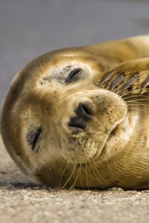 Cornwall: Guided Seal Safari by Boat - Key highlights worth knowing