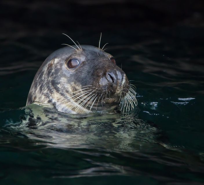 Cornwall: Guided Seal Safari by Boat - Entering the world of a Padstow RIB seal safari