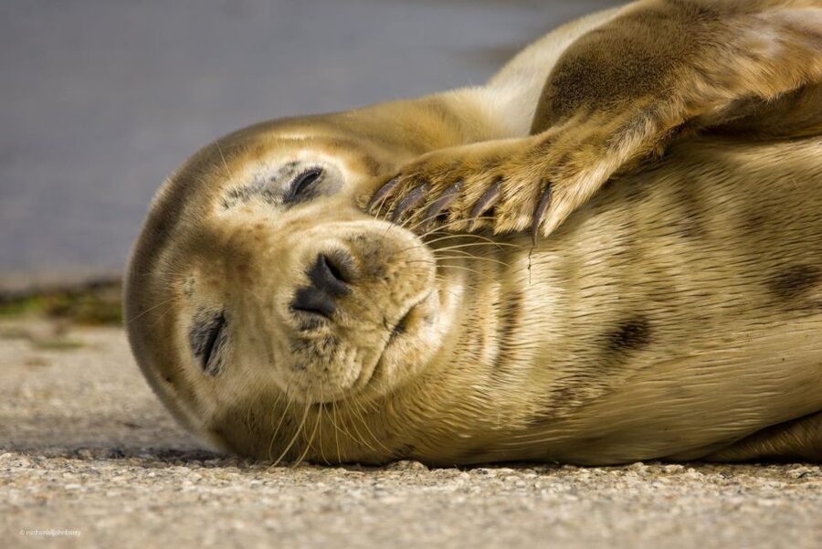 Cornwall: Guided Seal Safari by Boat - Seals in the real rhythm of their day