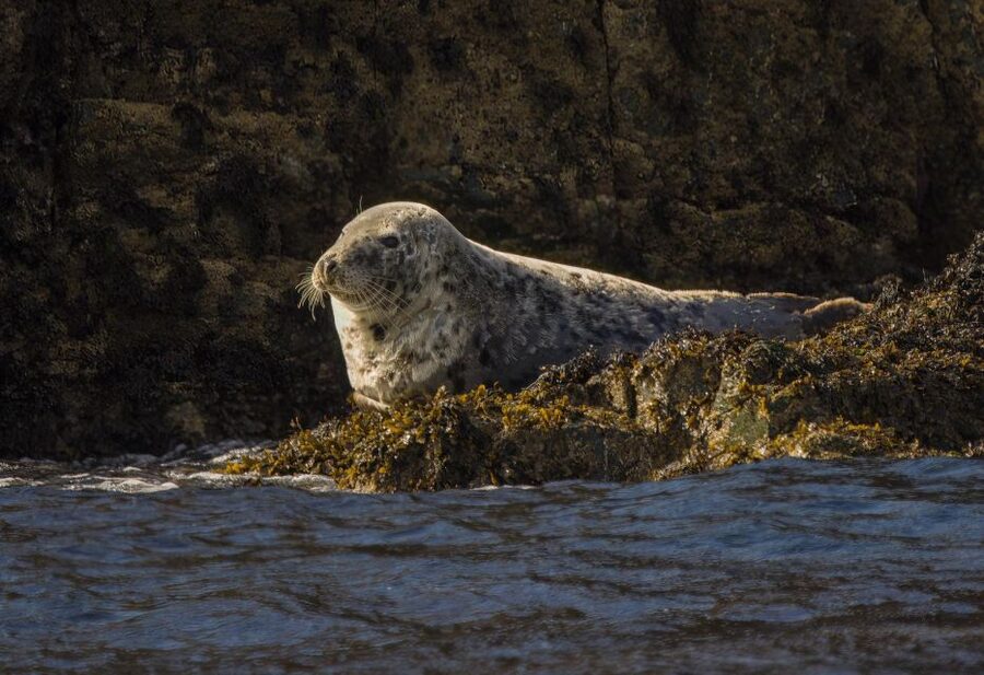 Cornwall: Guided Seal Safari by Boat - Dolphins can appear when the sea cooperates