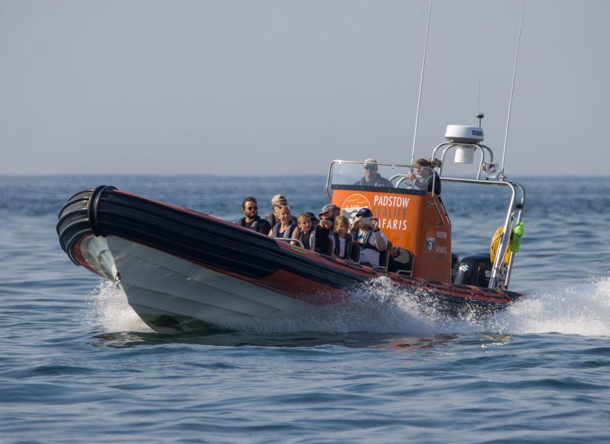 Cornwall: Guided Seal Safari by Boat - Price and value: what $37 buys you in Cornwall