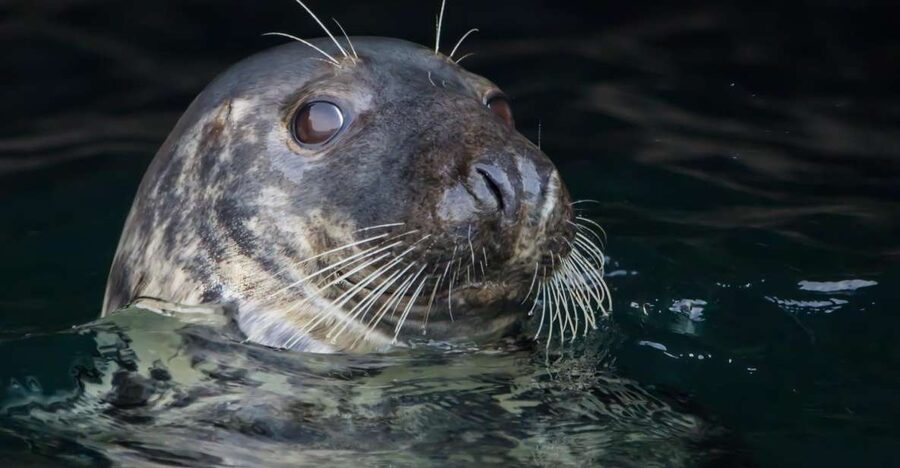 Cornwall: Guided Seal Safari by Boat - What to wear so the bouncy ride stays fun