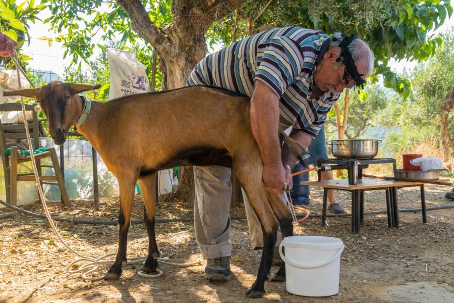 Crete: Lasithi Plateau and Cave of Zeus Off-Road Safari Tour - Aposelemis Dam and Sfendili: a village half-remembered by water