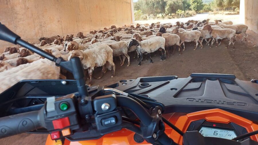 Crete: Off-Road Quad Safari with Lunch/Dinner - Olive Oil Factory Tour: The Local Craft Stop You’ll Actually Remember