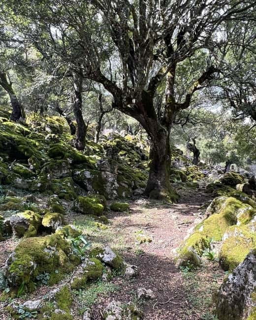 Crete: Sarakina Gorge, Forests, and South Coast Safari - What you get for $115: value that comes from the active day design