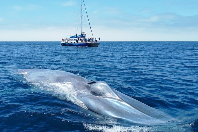 Dana Point Dolphin and Whale Watching with Underwater Viewing - Where the trip starts: Dana Point Harbor and your first decisions