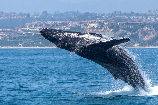 Dana Point Dolphin and Whale Watching with Underwater Viewing - Boarding the catamarans: Manute’a, DolphinSafari, or Lily