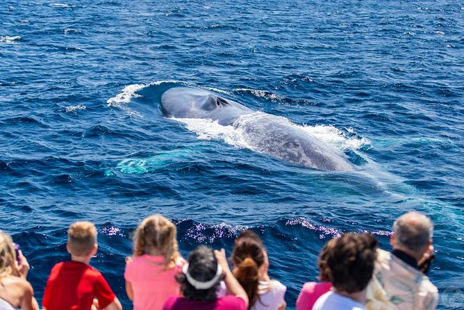 Dana Point Dolphin and Whale Watching with Underwater Viewing - Timing and duration: about 2 hours 30 minutes on the water