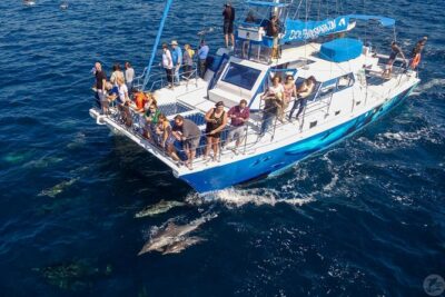 Dana Point Dolphin and Whale Watching with Underwater Viewing - What you might see offshore: whales, dolphins, sharks, and more