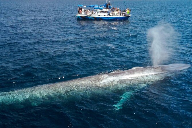 Dana Point Dolphin and Whale Watching with Underwater Viewing - What to bring (and what not to waste money on)