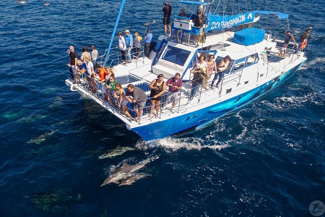 Dana Point Dolphin and Whale Watching with Underwater Viewing - What you might see offshore: whales, dolphins, sharks, and more