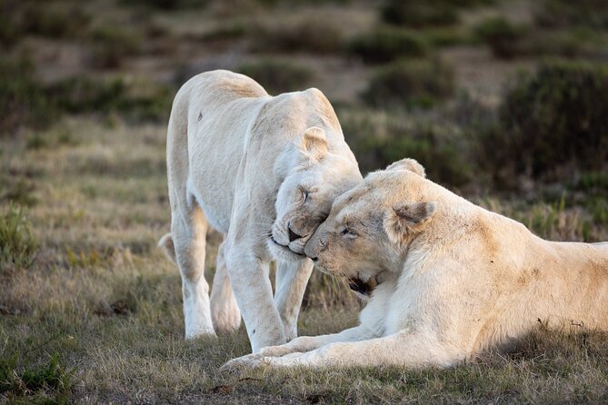 Day Safari at Pumba Private Game Reserve - Key things to know before you go