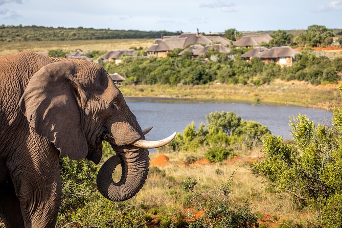 Day Safari at Pumba Private Game Reserve - Who should book this safari day