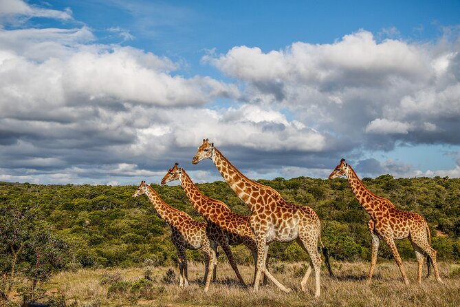 Day Safari at Pumba Private Game Reserve - Practical tips so you get the most from the drive