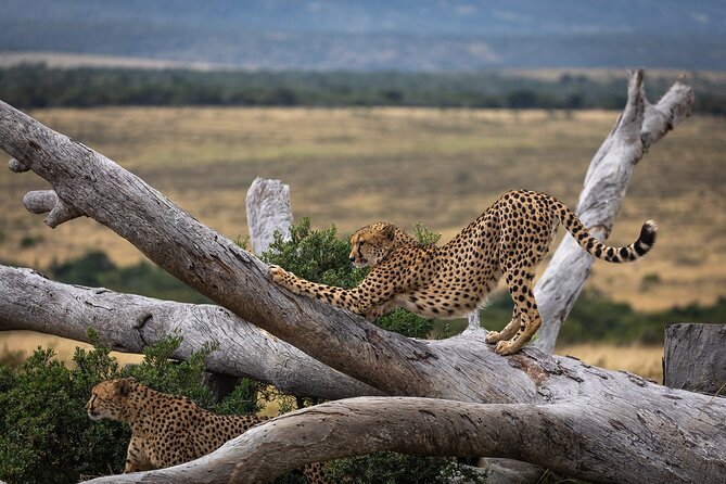 Day Safari at Pumba Private Game Reserve - The open Land Rover game drive: how the time really feels