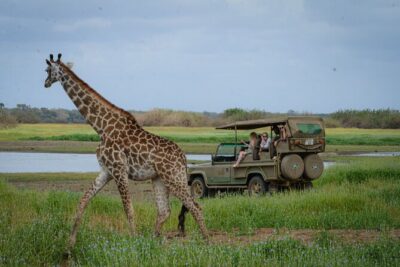 Day Safari Tour Selous Game Reserve - Nyerere National Park: What the Wildlife Chances Really Mean