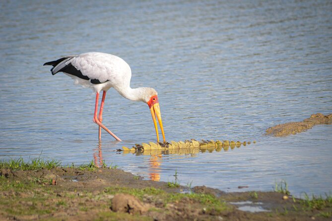 Day Safari Tour Selous Game Reserve - Savannas and the Rufiji River Route: The Unlimited-Drive Advantage