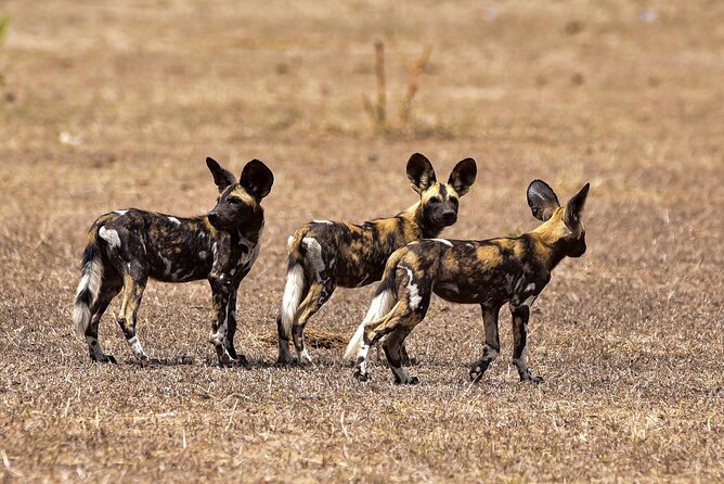 Day Safari Tour Selous Game Reserve - Picnic Lunch With Park Views: A Break That Feels Like Part of the Day