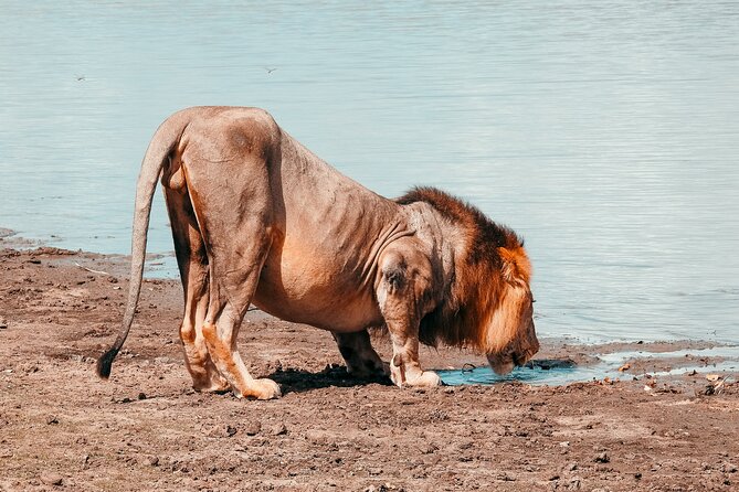 Day Safari Tour Selous Game Reserve - What You’ll See: Mammals, Predators, and Water-Edge Viewing