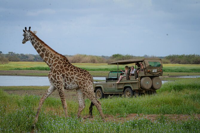 Day Safari Tour Selous Game Reserve - Nyerere National Park: What the Wildlife Chances Really Mean