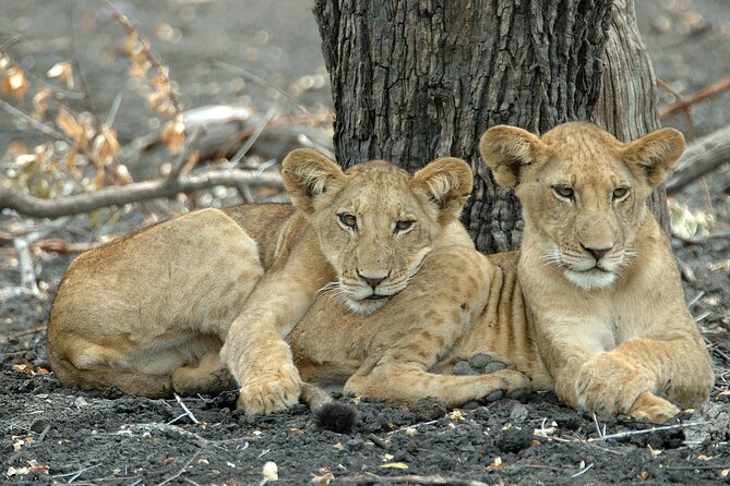 Day Safari tour to Selous Game Reserve from Zanzibar - Key points before you go