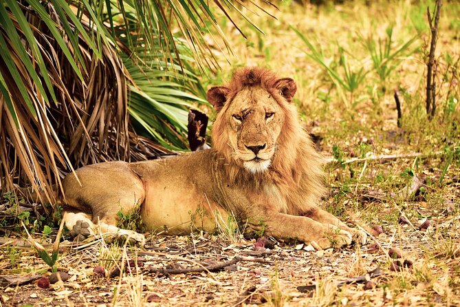 Day Safari tour to Selous Game Reserve from Zanzibar - Zanzibar to Selous: the flight-powered schedule