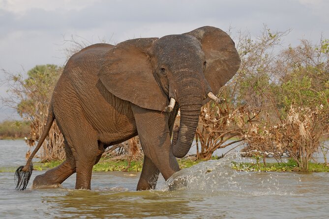 Day Safari tour to Selous Game Reserve from Zanzibar - The game drive (about 8 hours): seeing animals up close without the drama