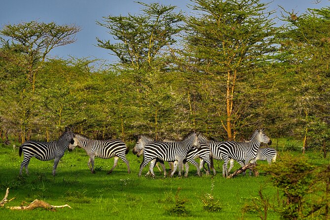 Day Safari tour to Selous Game Reserve from Zanzibar - Your guide and driver: small-group attention that matters
