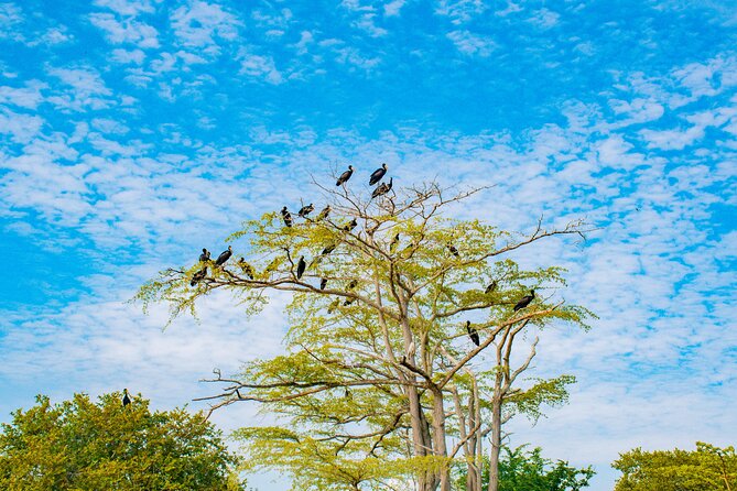 Day Safari tour to Selous Game Reserve from Zanzibar - Price and value: what $550 buys you (and who should pay it)