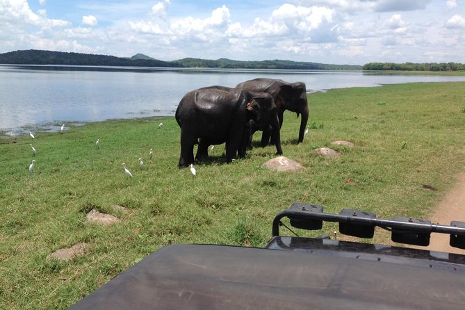 Day Tour from kandy to Sigiriya, Dambulla & National Park safari. - Price and Logistics: What $55 Really Buys
