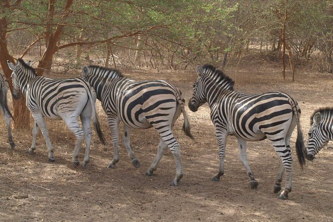 Day tour Somone lagoon and Bandia park Safari - Key points to know before you go
