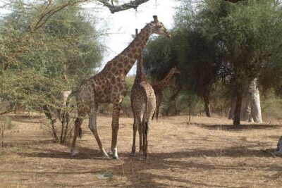 Day tour Somone lagoon and Bandia park Safari - Dakar-to-Bandia logistics: where the day’s time really goes