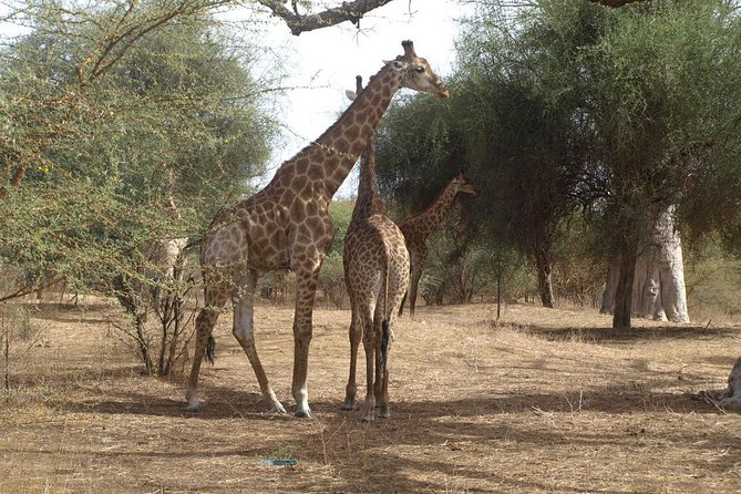Day tour Somone lagoon and Bandia park Safari - Dakar-to-Bandia logistics: where the day’s time really goes