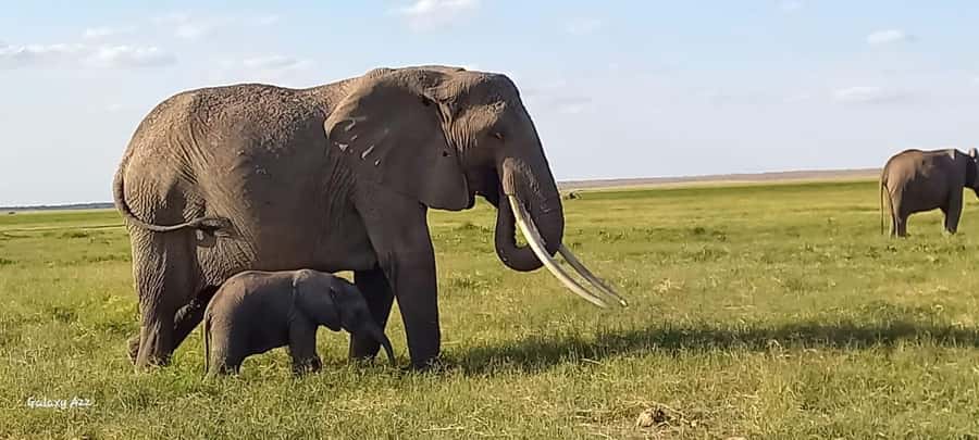 DAY TRIP AMBOSELI NATIONAL PARK FROM NAIROBI BUDGET SAFARI. - Key reasons this day trip works