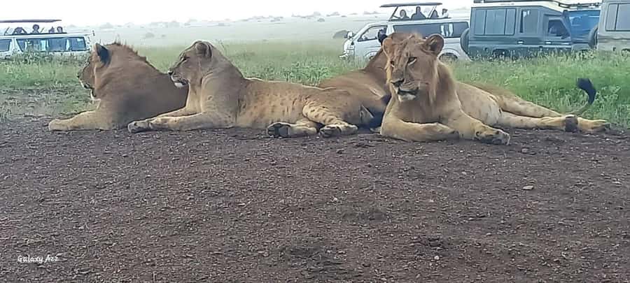 DAY TRIP AMBOSELI NATIONAL PARK FROM NAIROBI BUDGET SAFARI. - How the game drive rhythm keeps you seeing more