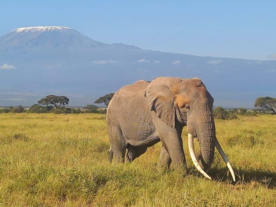 DAY TRIP AMBOSELI NATIONAL PARK FROM NAIROBI BUDGET SAFARI. - Maasai village visit: culture you can ask questions about