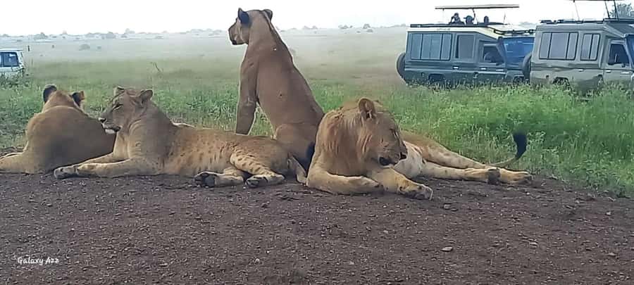 DAY TRIP AMBOSELI NATIONAL PARK FROM NAIROBI BUDGET SAFARI. - Price and value: what you’re really paying for