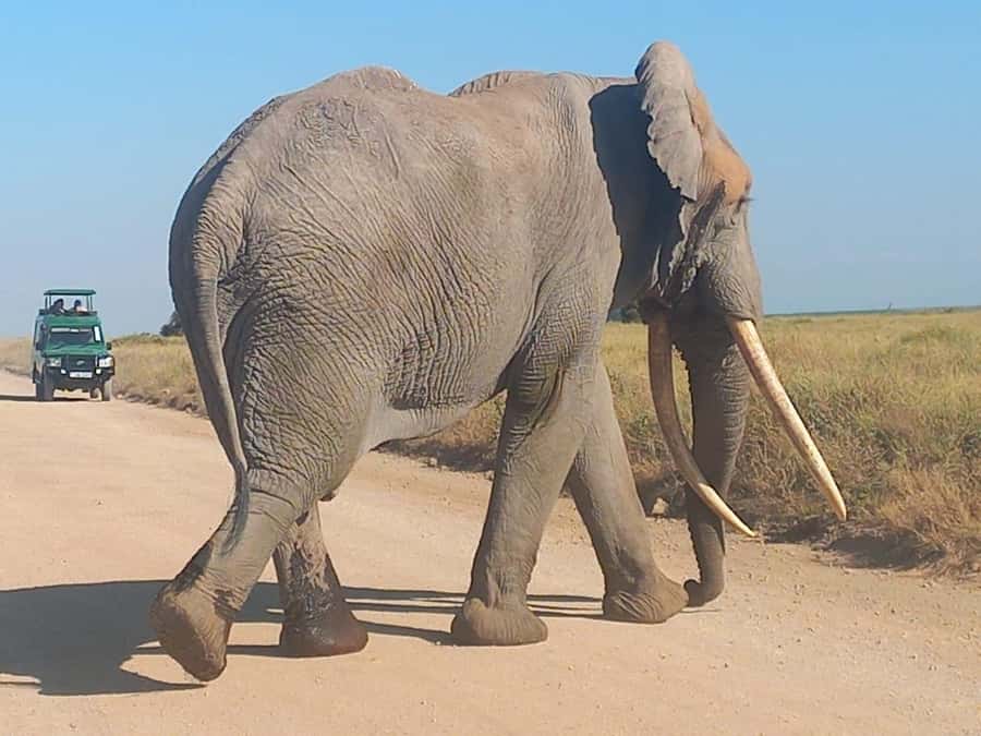 DAY TRIP AMBOSELI NATIONAL PARK FROM NAIROBI BUDGET SAFARI. - What to pack and how to make your day better