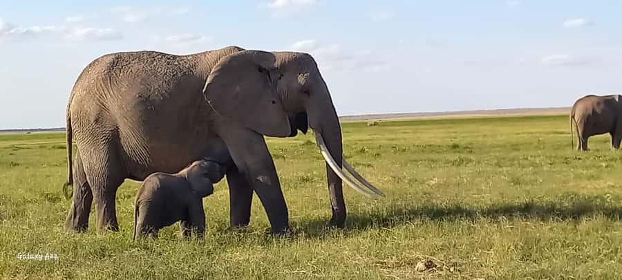 DAY TRIP AMBOSELI NATIONAL PARK FROM NAIROBI BUDGET SAFARI. - Inside Amboseli National Park: elephant time, not just a drive-by