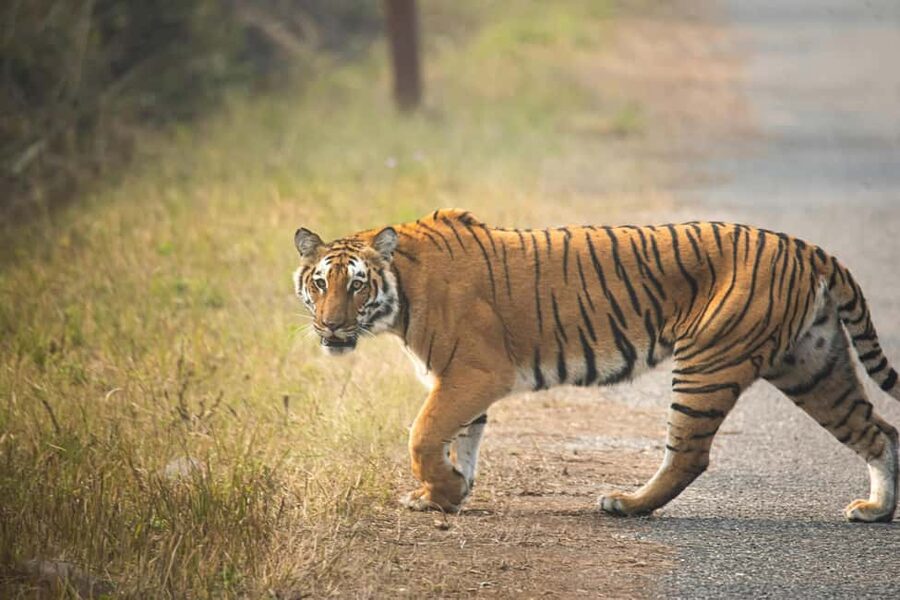 Delhi Agra Jaipur Golden Triangle Multiday Trip with Safari - Key points to know before you go