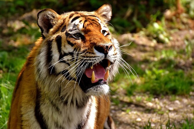 Delhi, Agra, Jaipur & Ranthambhore Tiger Safari 5-Day Tour - Key highlights at a glance