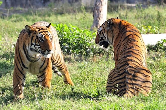 Delhi, Agra, Jaipur & Ranthambhore Tiger Safari 5-Day Tour - A fast, practical route that stitches four big regions together