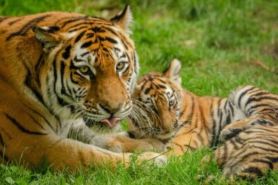 Delhi, Agra, Jaipur & Ranthambhore Tiger Safari 5-Day Tour - Agra sunrise: Taj Mahal at 6am and the Agra Fort red-sandstone sweep