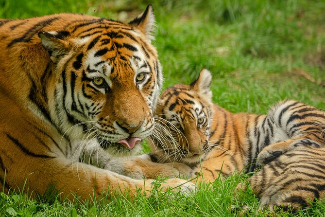 Delhi, Agra, Jaipur & Ranthambhore Tiger Safari 5-Day Tour - Agra sunrise: Taj Mahal at 6am and the Agra Fort red-sandstone sweep