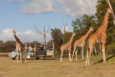 Deluxe Safari Adventure at Werribee Open Range Zoo - excl. entry - The 75-minute off-road safari, step by step