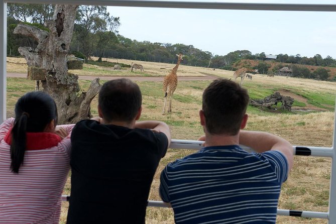 Deluxe Safari Adventure at Werribee Open Range Zoo - excl. entry - Comfort and small-group dynamics you can feel